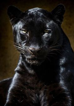 a black panther is looking at the camera