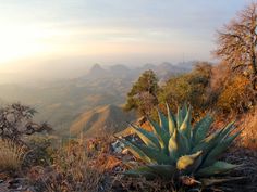 an aloena plant on the side of a hill with mountains in the background