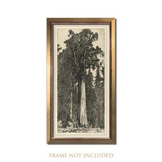 a black and white drawing of a tree in the woods with trees around it, framed on