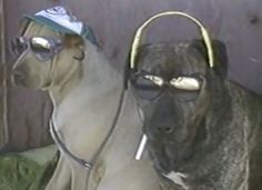 two dogs wearing sunglasses and headphones sitting next to each other