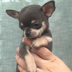 a small chihuahua puppy being held in someone's hand with his paw on it