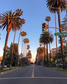 palm trees line the street in front of a traffic light