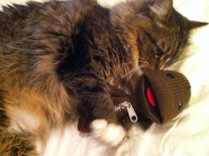 a cat laying on top of a white bed next to a stuffed animal with a tag