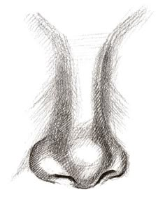 a drawing of a nose with long, thin lines on the top and bottom part