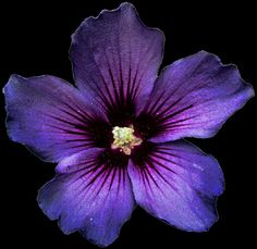 a purple flower that is in the dark