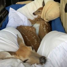 two fawns are sleeping in the bed together