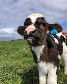 a brown and white cow standing on top of a lush green field