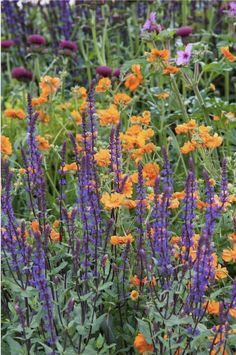 an assortment of colorful flowers in a garden