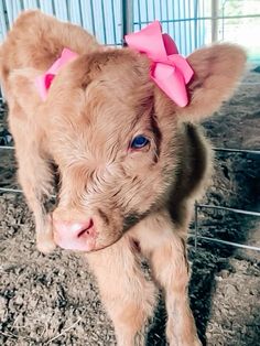 a baby cow with a pink bow on it's head is standing in a pen