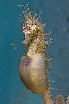 a sea horse is looking at the camera from under it's head and neck