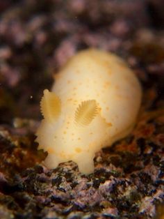 a small white sea animal sitting on top of rocks