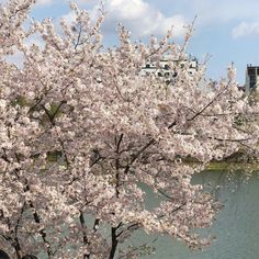 a tree with white flowers next to a body of water and buildings in the background