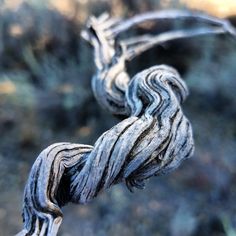 a close up view of a twisted tree branch