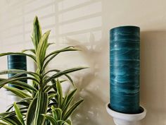 a green plant sitting next to a blue vase on top of a white shelf in front of a wall