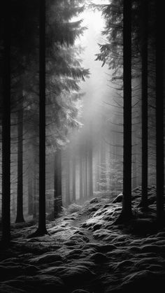 a black and white photo of trees in the woods with snow on the ground at night