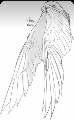 a drawing of an angel's wing with the wings spread out to show it's wingspan