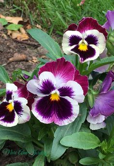 three purple and white pansies in the grass