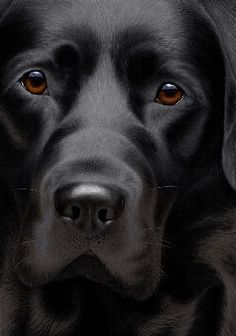 a close up of a black dog with orange eyes