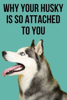 a husky dog with the caption, why your husky is so attached to you