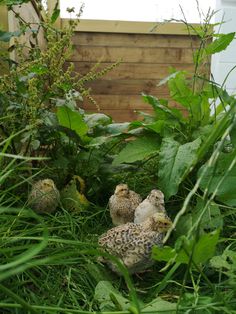 three small birds are sitting in the grass near some tall green plants and bushes,