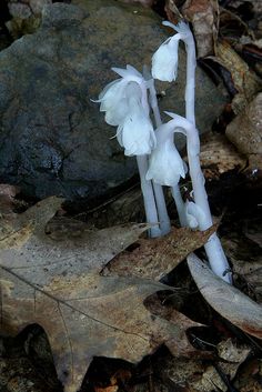 two white mushrooms growing out of the ground next to some rocks and leaves on the ground