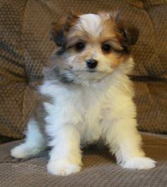 a small white and brown dog sitting on top of a couch