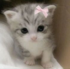 a small kitten with a pink bow on its head