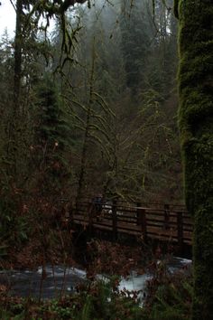 a person riding a bike across a bridge over a stream in the woods with moss growing on it