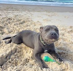 a dog laying in the sand at the beach