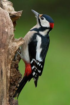 a colorful bird perched on top of a tree branch next to a piece of wood