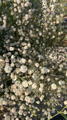 some white flowers are growing in the sun