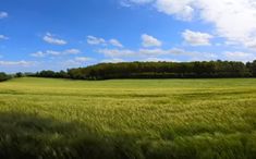 an open field with trees in the distance and blue skies above it, on a sunny day