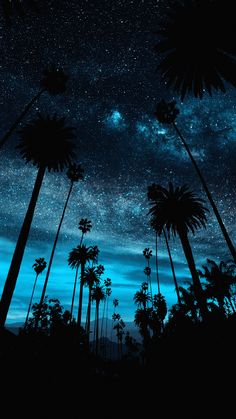 the night sky is filled with stars and palm trees