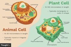 an animal cell and plant cell diagram with labels on the cells, labeled in text