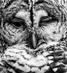 black and white photograph of an owl's face