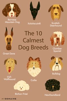 an illustrated guide to the 10 most dog breeds in the world, with their names