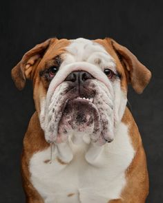 a brown and white dog sitting on top of a black floor next to a wall