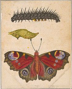 an insect and caterpillar are depicted in this illustration from the book, butterflies