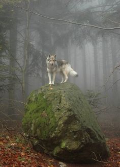 a wolf standing on top of a large rock in the middle of a dark forest