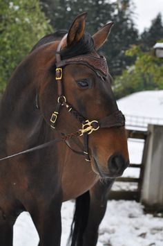 a brown horse standing on top of snow covered ground