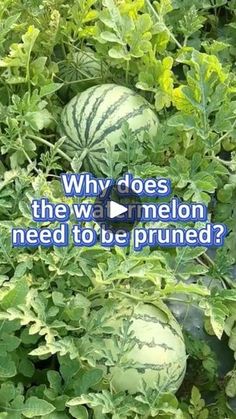 watermelon growing in the garden with words on it that read, why does the watermelon need to be pruned?