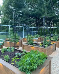 a garden filled with lots of different types of plants and vegetables on top of wooden boxes