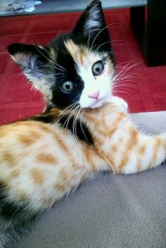 an orange and black cat laying on top of a bed