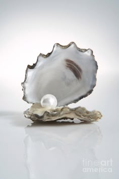 an oyster shell with a pearl in it