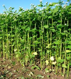 the plants are growing in the field and ready to be transplant into the soil for seedlings