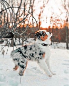 a dog that is standing in the snow