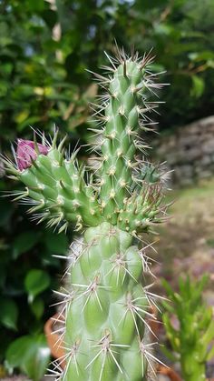 a green cactus plant with lots of small flowers in the foreground and bushes in the background