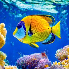 an orange and blue fish swims in the water near some corals on the ocean floor