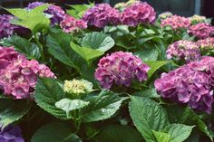 many purple and green flowers are growing in the garden