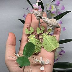 a person's hand holding some plants and flowers